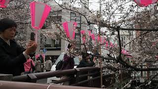 東京お花見散歩　中目黒　目黒川の桜　2018.3.22  Sakura