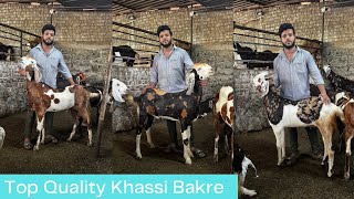 Shandar Gujri Andul Khassi Bakre Of AB Goat Farm Mira Road Mumbai