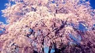 秘境グンマ桐生市三大桜！お角、新里グランド、おかめ