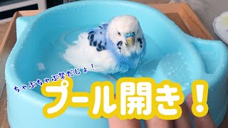 プール開き！インコの夏がはじまる（セキセイインコの銀時じょじょじょ♪日記）