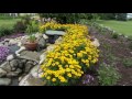 HELIOPSIS 'TUSCAN SUN' Perennial Sunflower