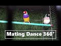 Gouldian Finch Courtship Dance    change music