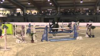 Questfinder, 8y old gelding by Quintender X Landstreicher in Neeroeteren Grand Prix