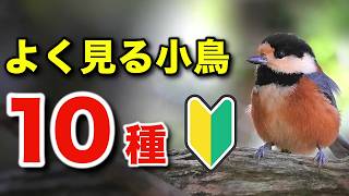 Do you know this bird? Learn the ecology and how to spot wild birds, even for beginners!