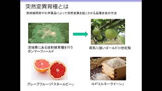 日本初！ゲノム編集トマト「シシリアンルージュハイギャバ」とは ②ゲノム編集技術とは