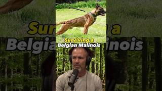 Surviving a Belgian Malinois #belgianmalinois  #nature #joerogan #shorts