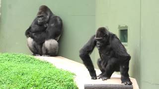 シャバーニ一家の日常風景①　東山動植物園　ニシゴリラ