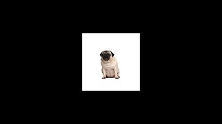 lil esk - Devolve o Meu Pug