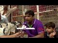 whatsapp bakra whatsapp is mediator to buy bakra in eid ul adha ahmedabad vtv