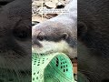 an otter and a man caught the same fish and then ...