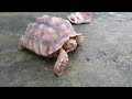 farm in the city malaysia 城の农场 乌龟赛跑追人tortoise