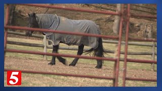 Drought impacts agriculture as temperature swings affect livestock health