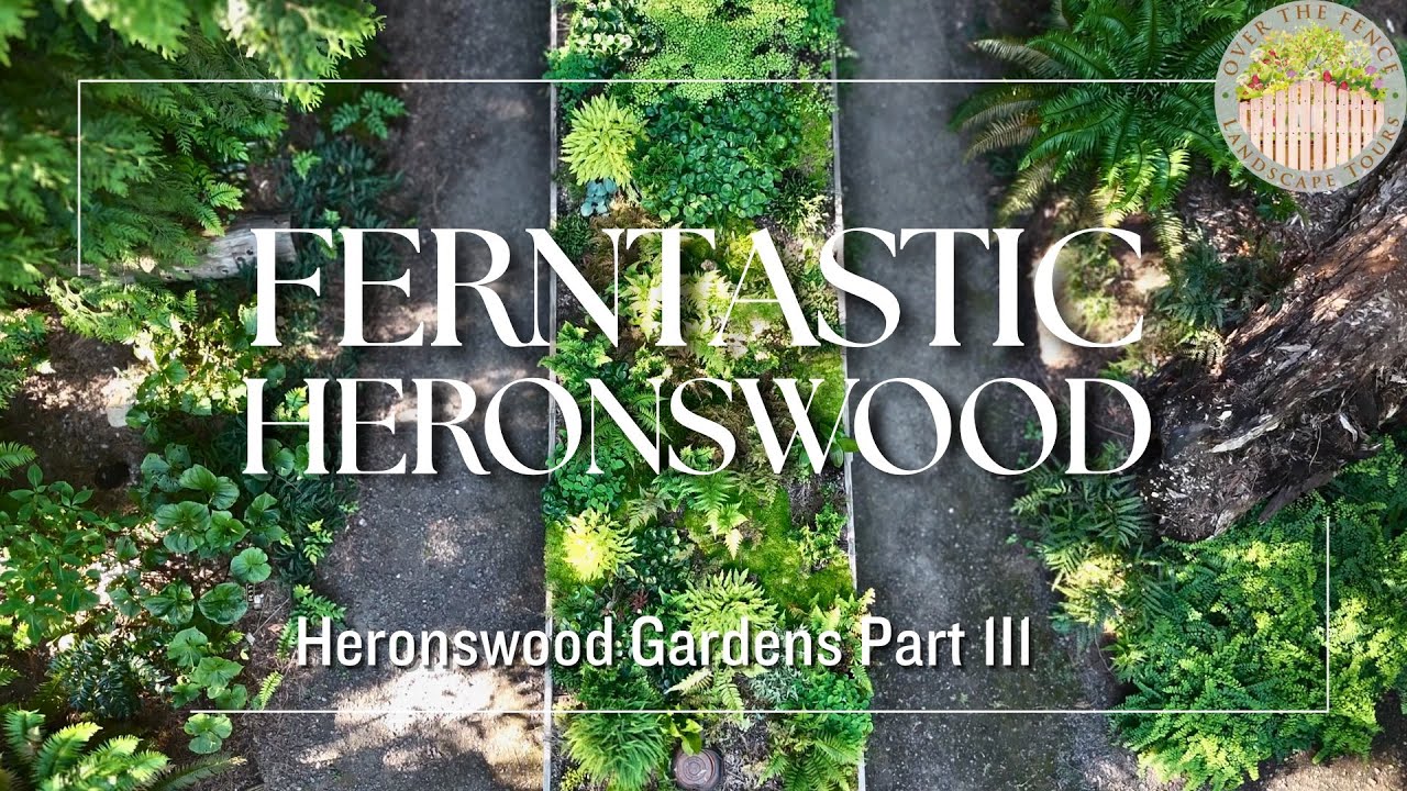 Ferntastic Heronswood Heronswood Part 3 Fern Wonderland Youtube