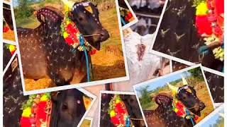 ஜல்லிக்கட்டு  காதல் jallikattu WhatsApp status