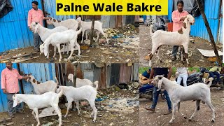 Top Quality Palne Wale Sojat Bacche In Mira Road @tipsforgoats