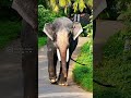 ചെർപ്പുളശ്ശേരി അനന്തപത്മനാഭൻ cherpulassery ananthapathmanabhan keralaelephant aana youtube