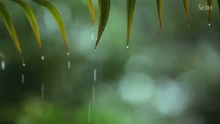 Pluie Nocturne Douce Pour Dormir, Se Détendre, étudier, Insomnie. Dormez Instantanément