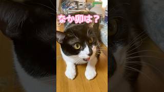 なか卯が食べたいねこ #cat #かわいい #保護猫 #子猫 #ねこ #ネコ #funny #おもしろ #shorts #喋るねこ