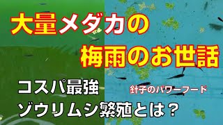 【メダカ】針子の餌、ゾウリムシのコスパ最強繁殖方法は〇〇だった：外飼育メダカの梅雨を乗り切る方法