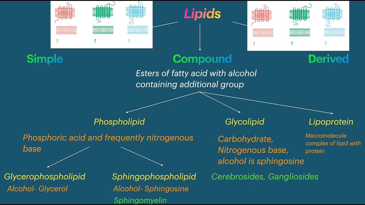 Macromolecules Flowchart
