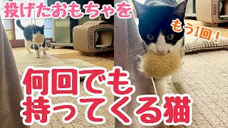 【フリスビー？🥏】何度でも投げたおもちゃを持ってくる猫がかわいすぎるwww