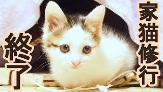 家猫修行卒業前夜～翌朝の子猫【赤ちゃん猫】【保護猫　子猫】