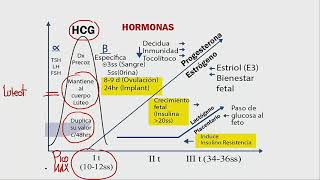 OBSTETRICIA: 1  FISIOLOGÍA DEL EMBARAZO