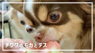 [ASMR] Chihuahua dog bites into a watermelon🍉