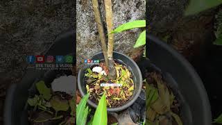 ഭ്രാന്ത് പിടിച്ചതുപോലെ പൂത്തുനിൽക്കുന്ന White Moovandan Mango Plant  P.V.S Garden  Pattarnadakkavu