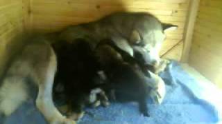 alaskan malamute. astra + 9 puppies, 22 days