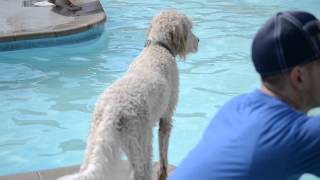 Ruby Ivy Pooch Plunge (3)