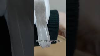 【お泊まり文鳥】発見から4日目の筆毛の様子。#javasparrow #クリーム文鳥のもかちゃん