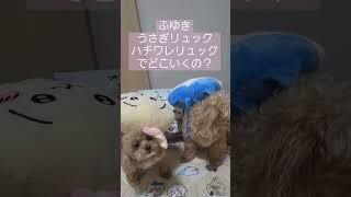 うさぎ×ハチワレリュック💖どこ行くの？ふゆき🐶#ちいかわ  #マルプー #うさぎリュック