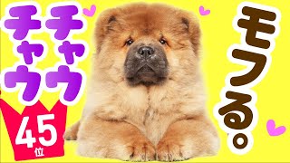 ❤️人気45位【チャウ・チャウってどんな犬？】子犬の価格や性格、寿命、飼いやすさは？ カワイイ動画でチェック！