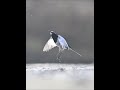 not a true flycatcher japanese wagtail 　羽虫を捕食するセグロセキレイ