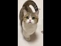 고양이가 불렀을 때 대답 안해주면 cutest cat meow