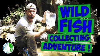 WILD FISH COLLECTING ADVENTURE! US VIRGIN ISLANDS