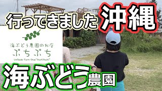 【沖縄Vlog】大好きな沖縄のレポです〜海ぶどうソフトクリームが食べられる！ぷちぷちさんで海ぶどうすくい体験してきました！