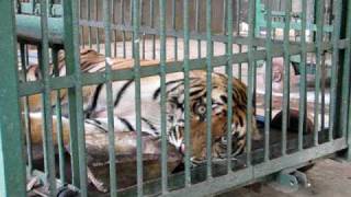 Tigress under treatment at Nandankanan