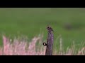 eurasian skylark alauda arvensis feldlerche