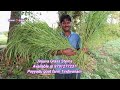 jinjwa grass stems available @tindivanam poyyadu goat farm jinjwa grass stems ஜிஞ்சுவா புல் கரணைகள்