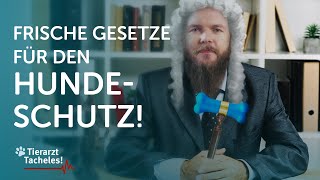 Frische Tierschutz-Hundeverordnung | Tierarzt Tacheles mit Sebastian Goßmann-Jonigkeit | ZooRoyal