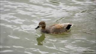 531.　鴨川（京都市）の野鳥さんに会いに行って来ました♪　　2018.3.22