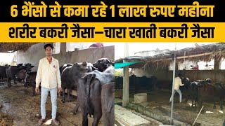 युवा का गांव में भैंस फार्म से रिकार्डतोड कमाई/dairy farm rajasthan/buffalo farm/small dairy farm