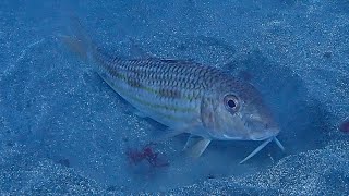 Mul/Red mullet (Mullus surmuletus)