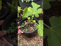 removing baby figs from a rooted fig cutting figs figtree fruit foodforest gardeningtips