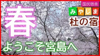 ようこそ宮島へ 春(桜 旅行 観光 宿泊 大元公園 国民宿舎みやじま杜の宿 ホテル 旅館 朝焼け 鳥居 令和の大改修 広島 花見 廿日市 世界遺産 ライトアップ 宮島八景 大元桜花 530125)