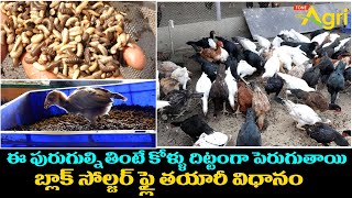 The Cycle of Black Soldier Fly Farming | ఈ పురుగుల్ని తింటే కోళ్ళు దిట్టంగా పెరుగుతాయి.. Tone Agri