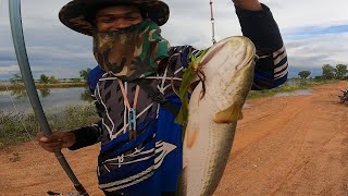 Big Common Snakehead Fish Caught At Flooded Rice Fields | Catch and Cook | Grill Snakehead Fish