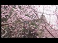 台灣台中武陵農場_Wuling Farm, Taichung, Taiwan_20140215 (熱門景點/Cherry Blossoms/櫻花季/粉色花海/賞櫻/桃紅緋寒櫻/粉白昭和櫻/雪白霧社櫻)